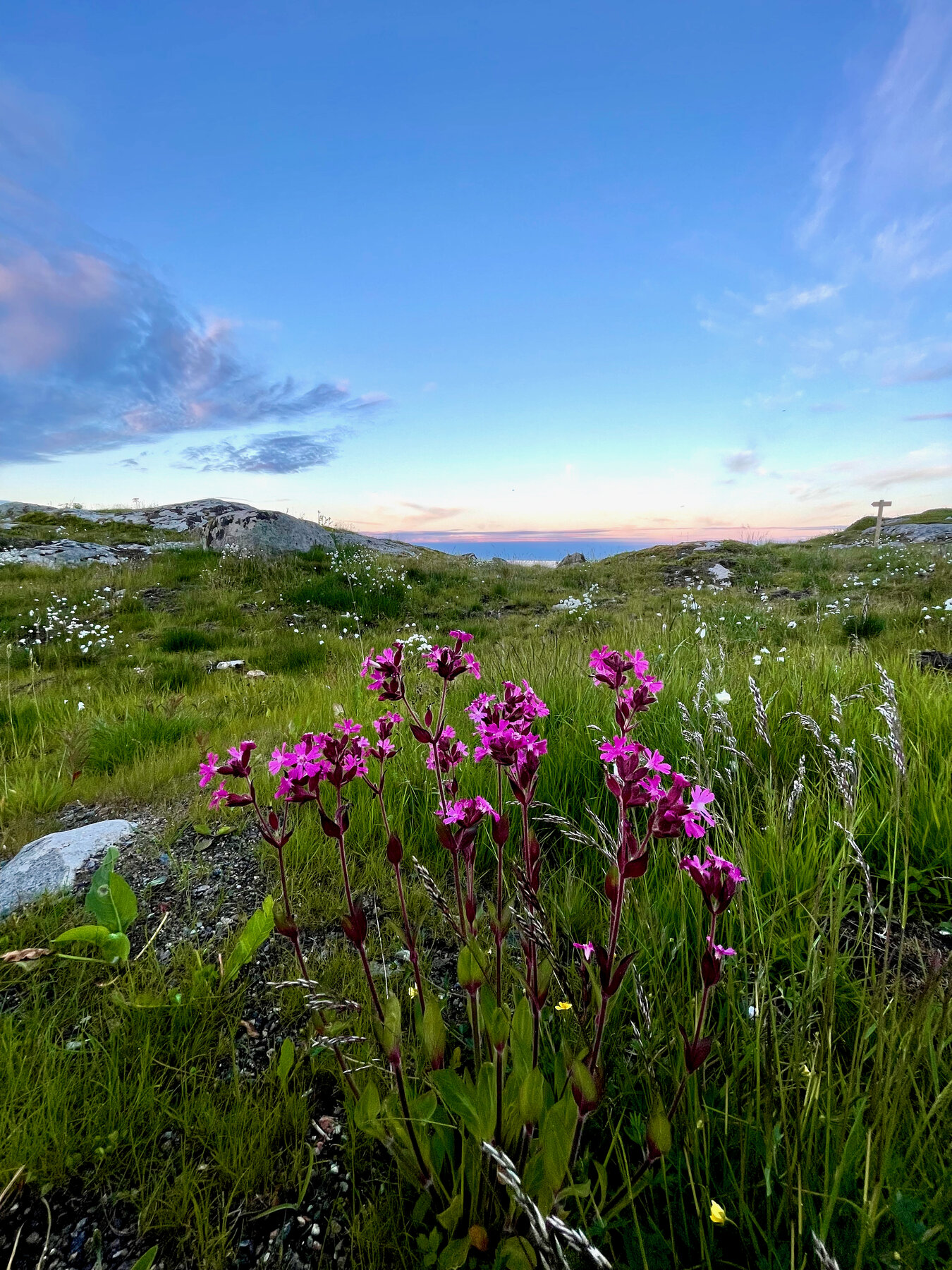 Blomsterprakt i midnattssol nær hyttene