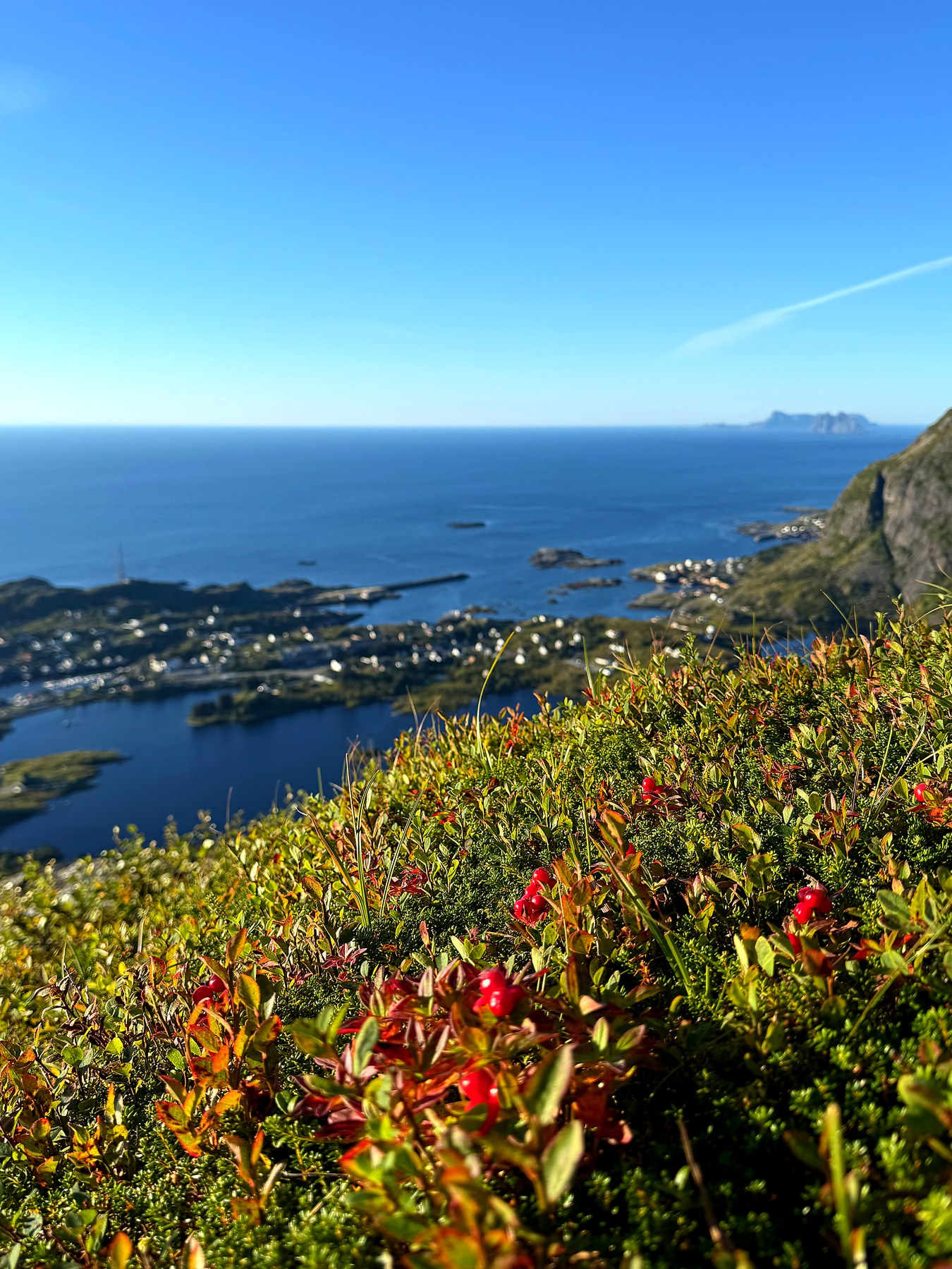 Tyttebær i forgrunnen med utsikt over havet og øyene fra Kollfjellet