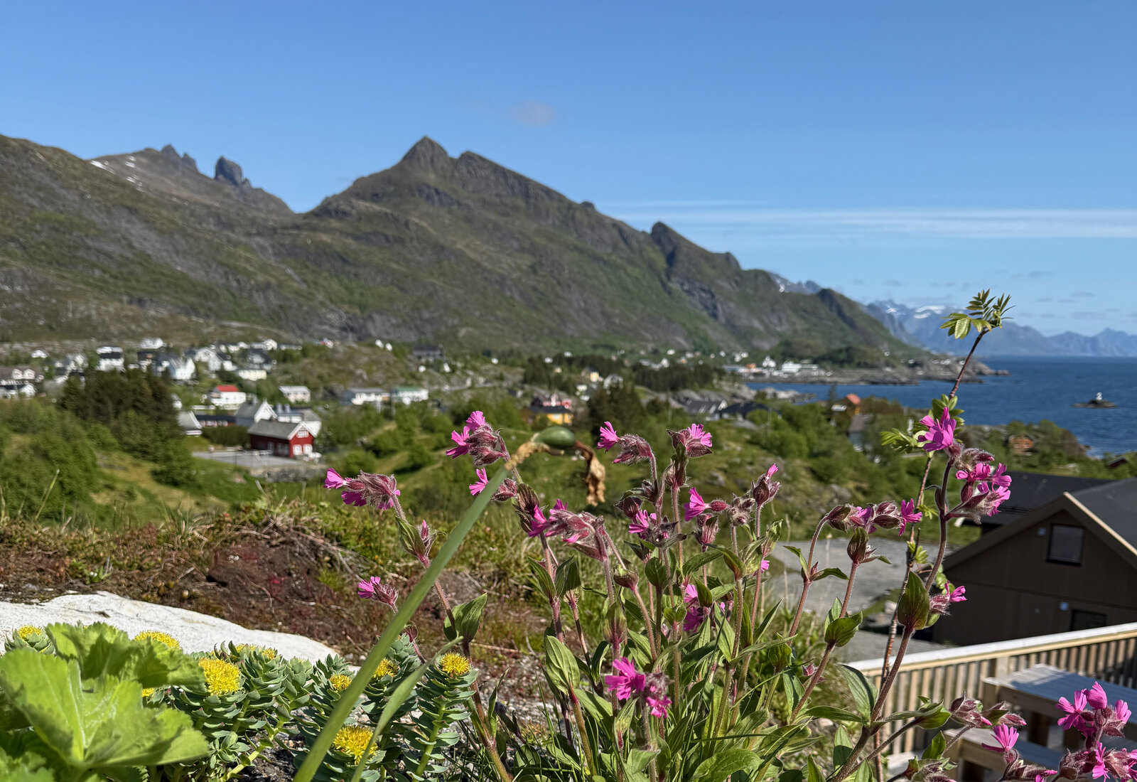 Blomstereng i midnattssol med fjell og hav i bakgrunnen