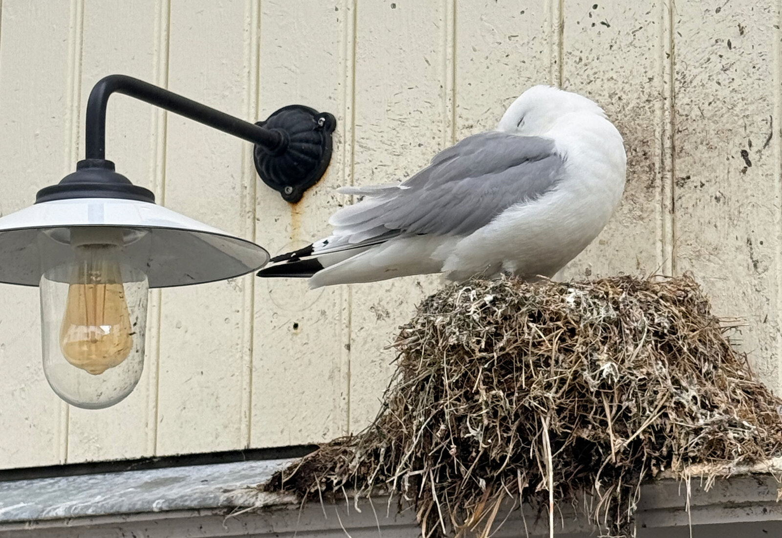 Måke i reiret sitt på en hyttevegg